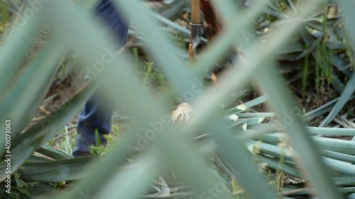 Jimadors removing leaves of agave plants in field behind leaves photo