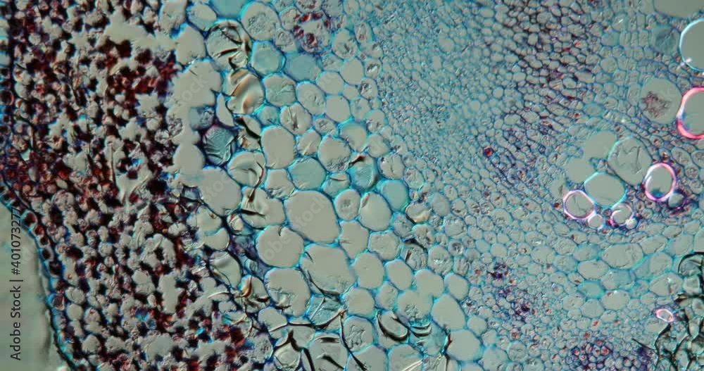 Sunflower stem transversely under the microscope 100x Stock-Video