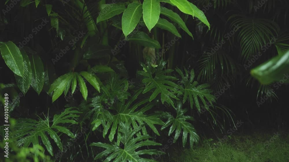 green wet tropical leaves bush with drops of wother flowing down during the rainy season green wet tropical leaves bush with drops of wother flowing down during the rainy season