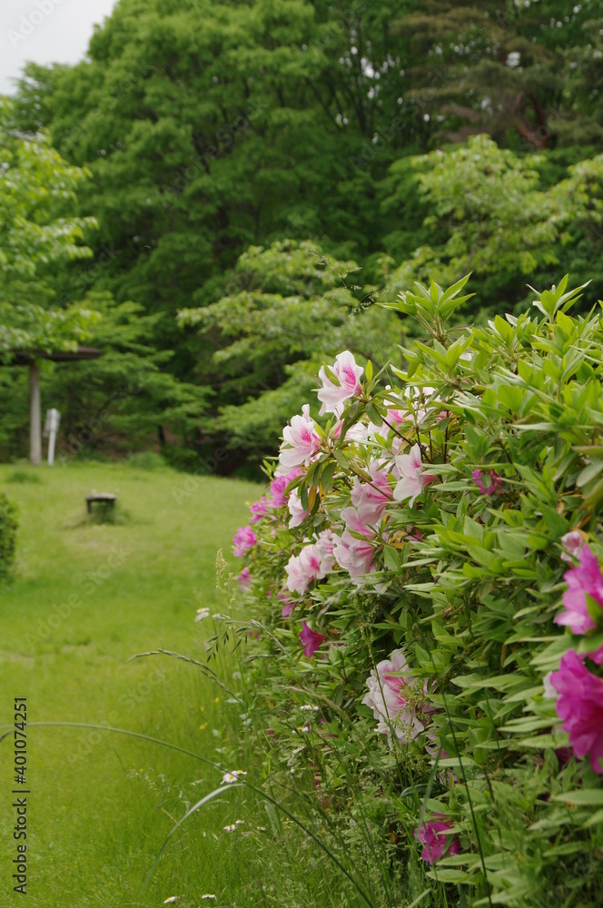 Naklejka premium ピンクと白の花を咲かせたツツジの生垣のある緑の綺麗な公園