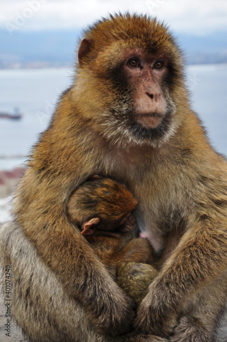 Portrait mother monkey holding and feeding cute ape baby with brown fluffy fur. Barbary macaque family in wild nature of Gibraltar. Two primate animals mum and baby closeup © Ninel