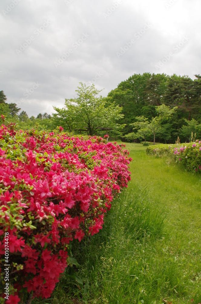 節度・慎みの花言葉のつつじ、ピンクと花弁と緑の葉の生垣