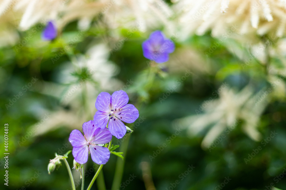 Flowers in the Wild Flowers in the Wild