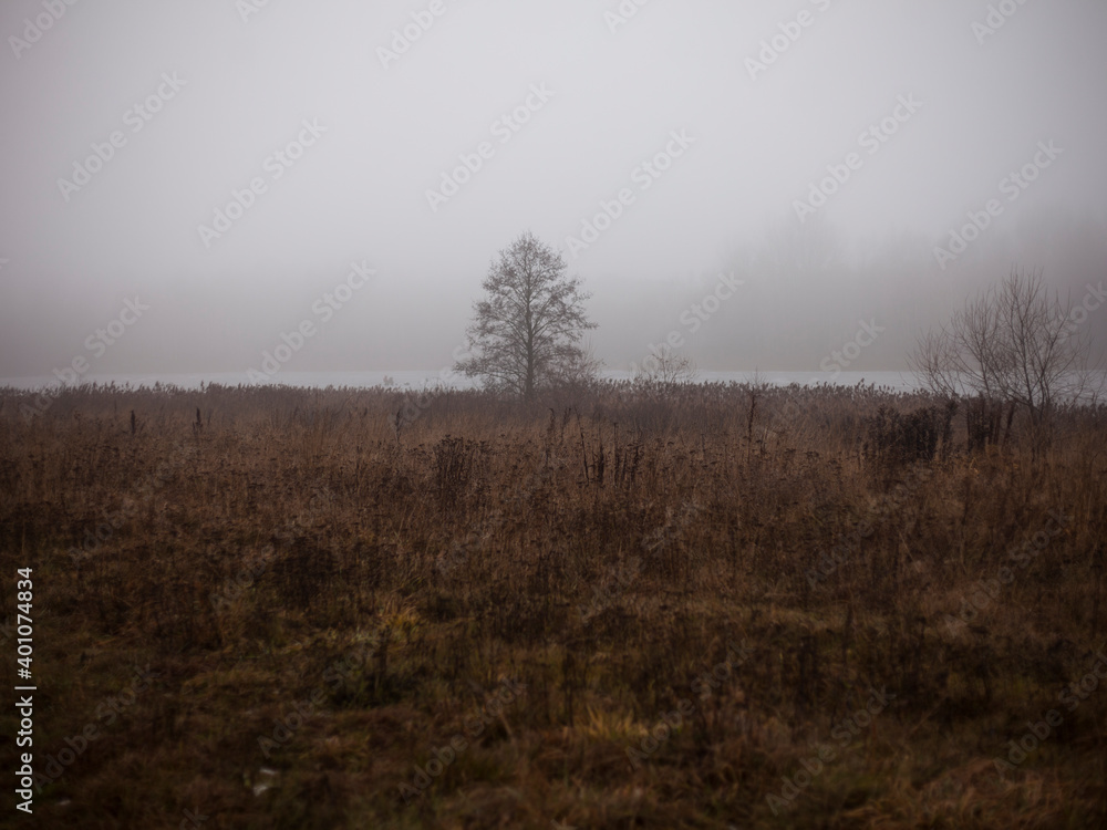 a lonely tree on the shore of a lake on a foggy winter day