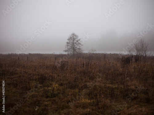 a lonely tree on the shore of a lake on a foggy winter day