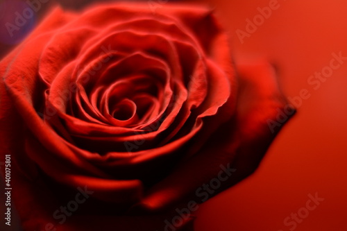 Large open red rose on a red background