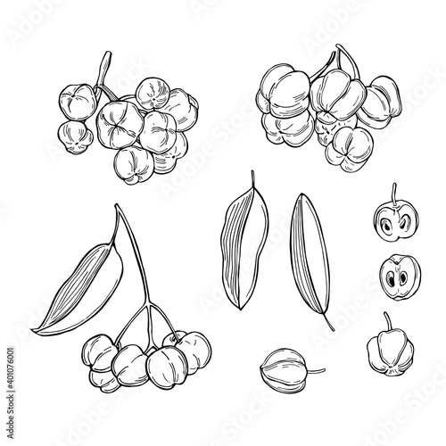 Lemon aspen. Vector sketch  illustration.