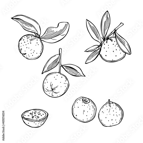 Australian Round Lime. Vector illustration.