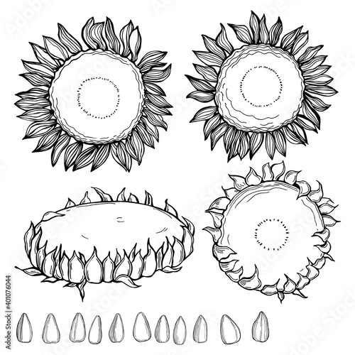 Sunflower. Flowers and seeds. Vector illustration
