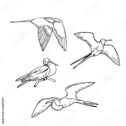Frigatebird . Vector llustration.