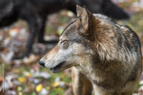 Grey Wolf (Canis lupus) Turned Left Eyes Closed Black Wolf in Background Autumn © hkuchera