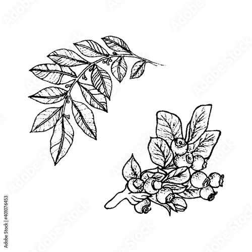 Twig with leaves and a sprig of blueberries, vector illustration of branches of plants and berries ink hand drawing isolated sketch on white background 