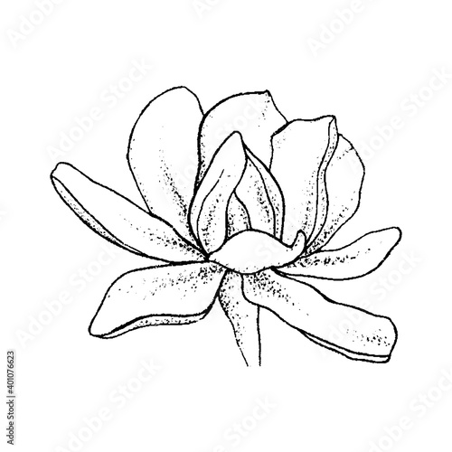 Magnolia flower blooming bud, hand drawn lines, vector illustration blossom flower sketch black on white background isolated illustration