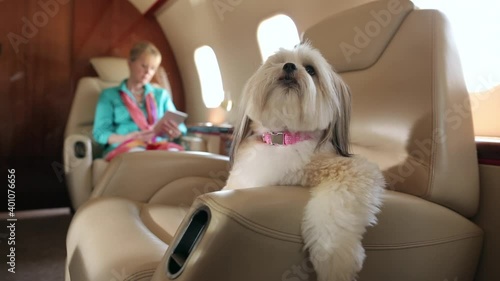 Dog relaxing on seat in private jet with owner in background photo