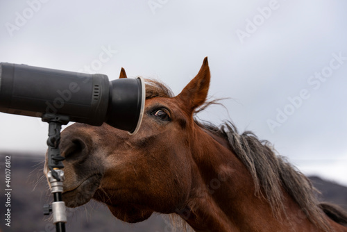 Pferd schnuppert am Blitz - bereit zum Fotoshooting
