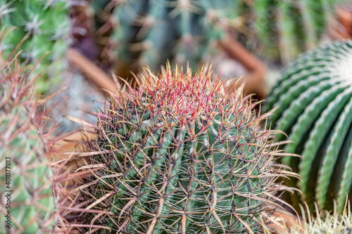 Cactus. Rare exotic succulent from the family of the perennial flowering plants