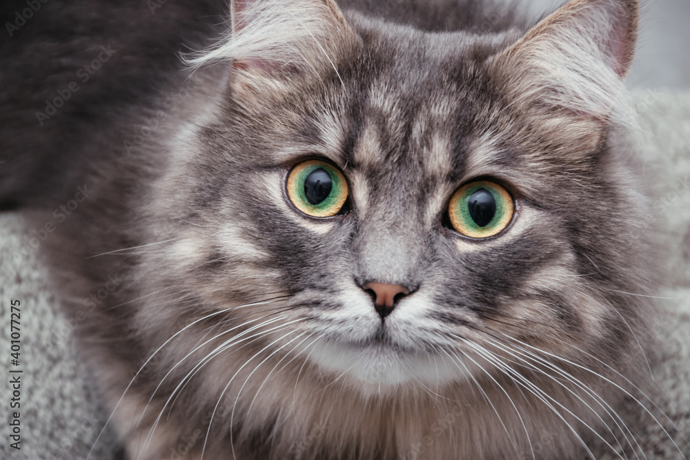 Portrait of a grey Siberian cat with big green-yellow eyes looking on the camera with white whiskers and red nose. Domestic animal sitting on a gray background. Copy space with a pet. Portrait of a grey Siberian cat with big green-yellow eyes looking on the camera with white whiskers and red nose. Domestic animal sitting on a gray background. Copy space with a pet.