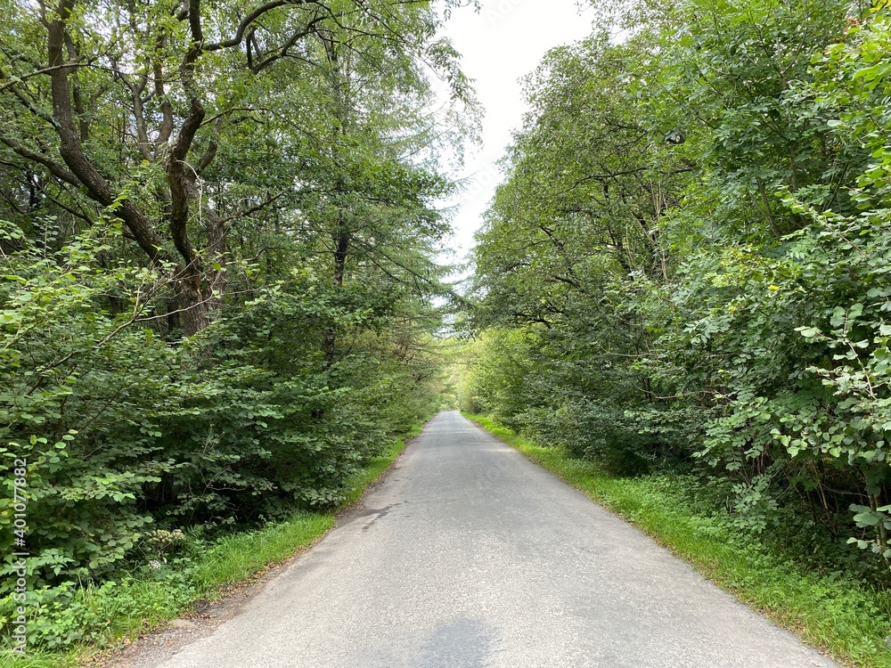 Fototapeta premium View down, Hole House Lane, lined with trees in, Easington, Clitheroe, UK