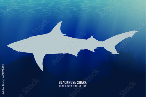 Blacknose Shark