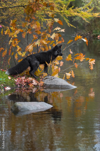 Silver Fox (Vulpes vulpes) Looks Across Water Leaves Behind Reflected Autumn