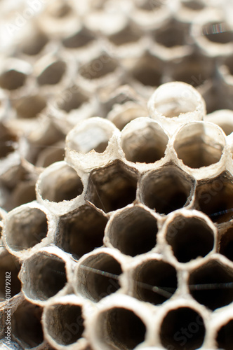 Closeup of dry wasp hive