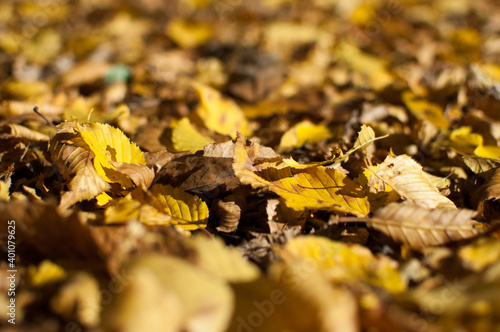 Texture of yellow leaves on the ground