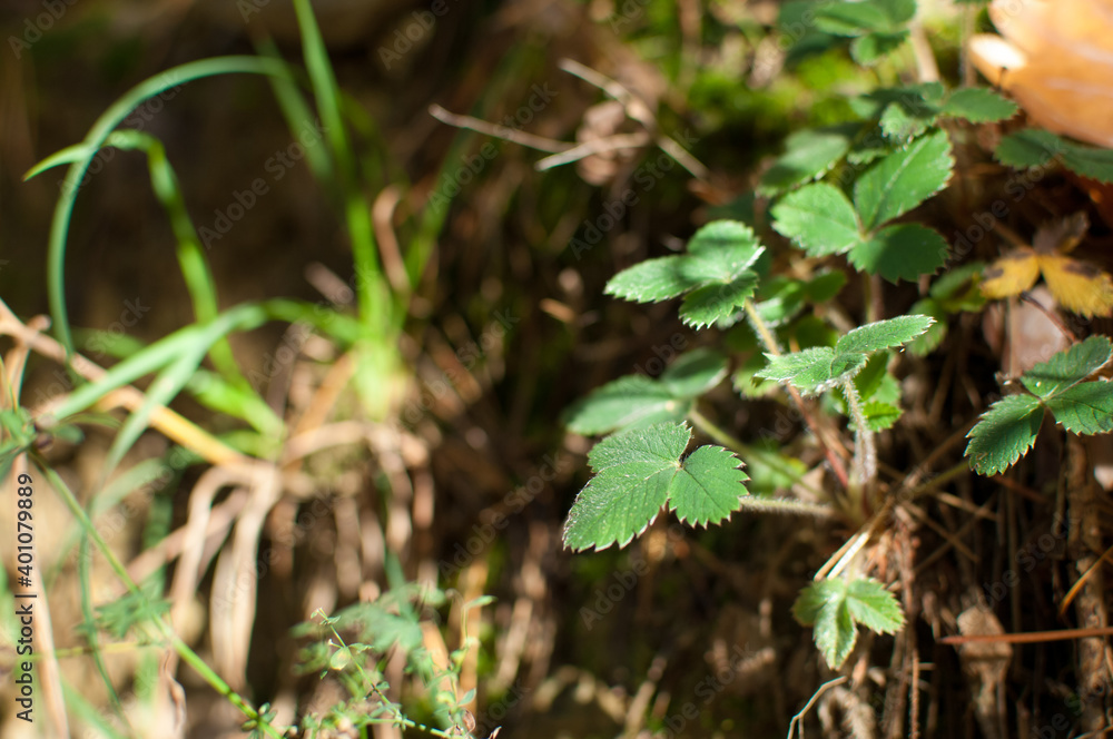 Fototapeta premium Wild strawberry plant with green leafs - Fragaria vesca