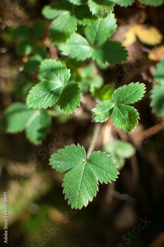 Wild strawberry plant with green leafs - Fragaria vesca