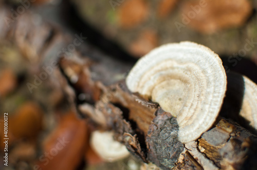 Hymenchaete Rubiginosa Mushrooms on the tree