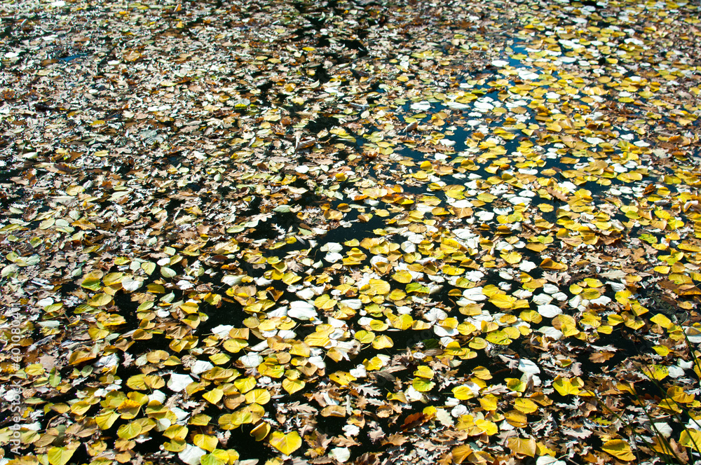 Fallen leaves on the water surface Fallen leaves on the water surface