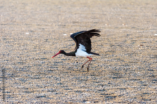 Black Stork on a lake in an early autumn morning near Zikhron Ya'akov, Israel.  photo