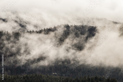 dramatic nature background forest in fog © Melinda Nagy