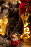 Amazing grey cat with necklace on her neck sits near small snow globe among the Christmas lights
