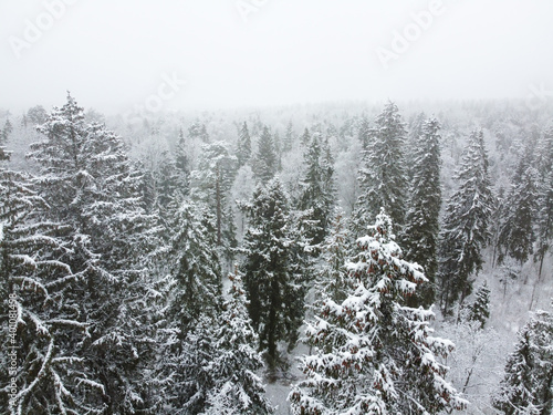 Winter forest with snowy trees, aerial view