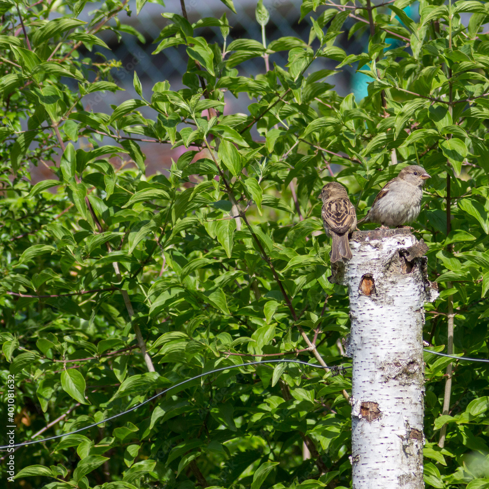 Obraz premium two sparrows on a birch pale green background