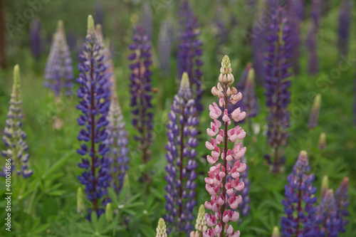 Beautiful purple lupins pea wild flower flowerbed in Geiranger in Norway