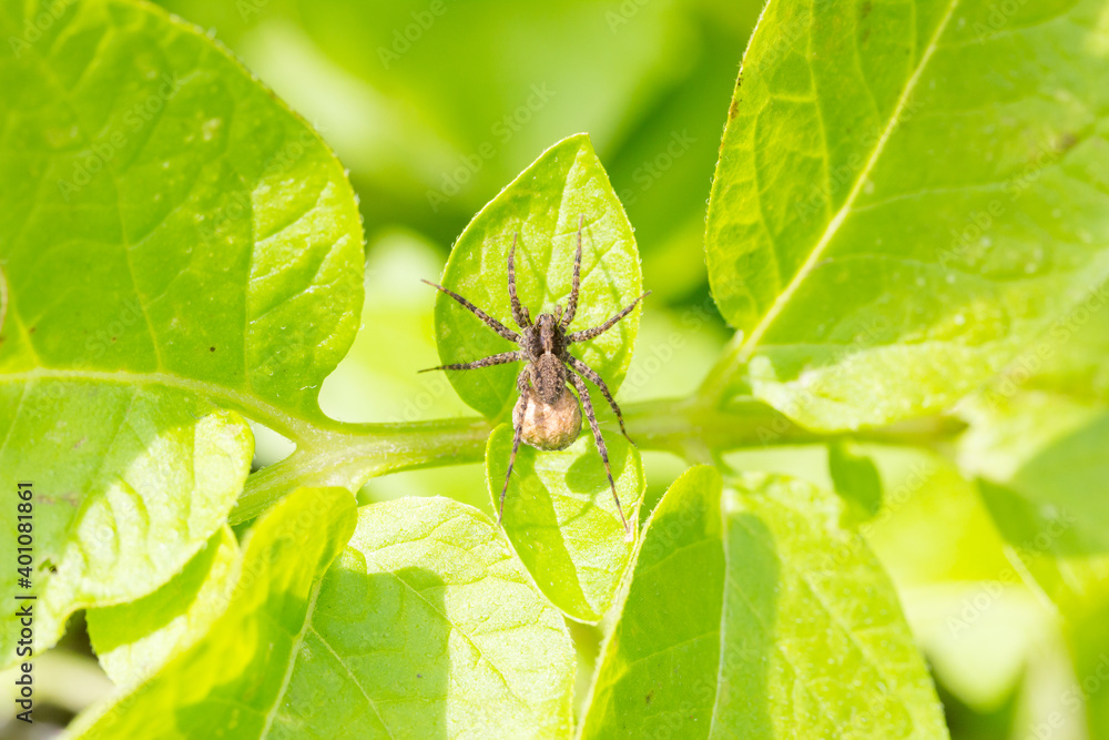 brown spider with green background