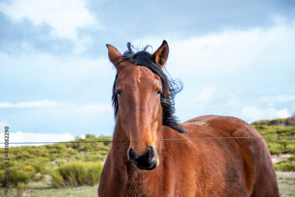 Portrait of a brown horse while eating with unfocused background Portrait of a brown horse while eating with unfocused background