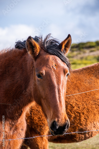 Vertical view of a beautiful portrait of a brown horse with black mane, brown horse out of focus and meadow with a sunny sky