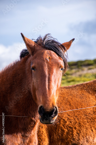 Beautiful front portrait of a brown horse looking directly into the camera with its eyes open. His coat is shiny, clean and has a blurred background © IGIA TEAM
