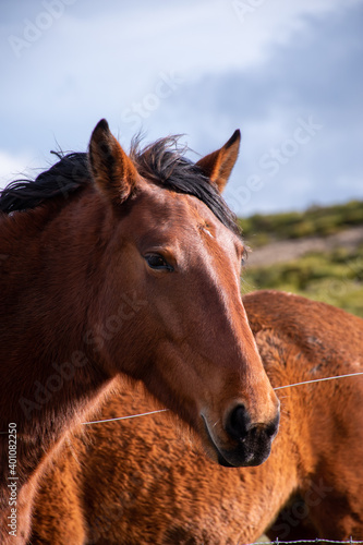 Beautiful front portrait of a brown horse looking directly into the camera with its eyes open. His coat is shiny, clean and has a blurred background