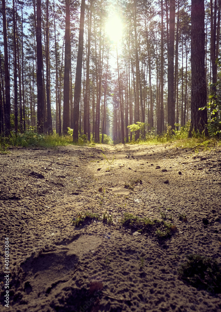 Fototapeta premium Countryside trail in the forest