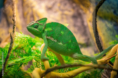 Chamaeleo Calyptratus or Yemeni Chameleon in bright green color