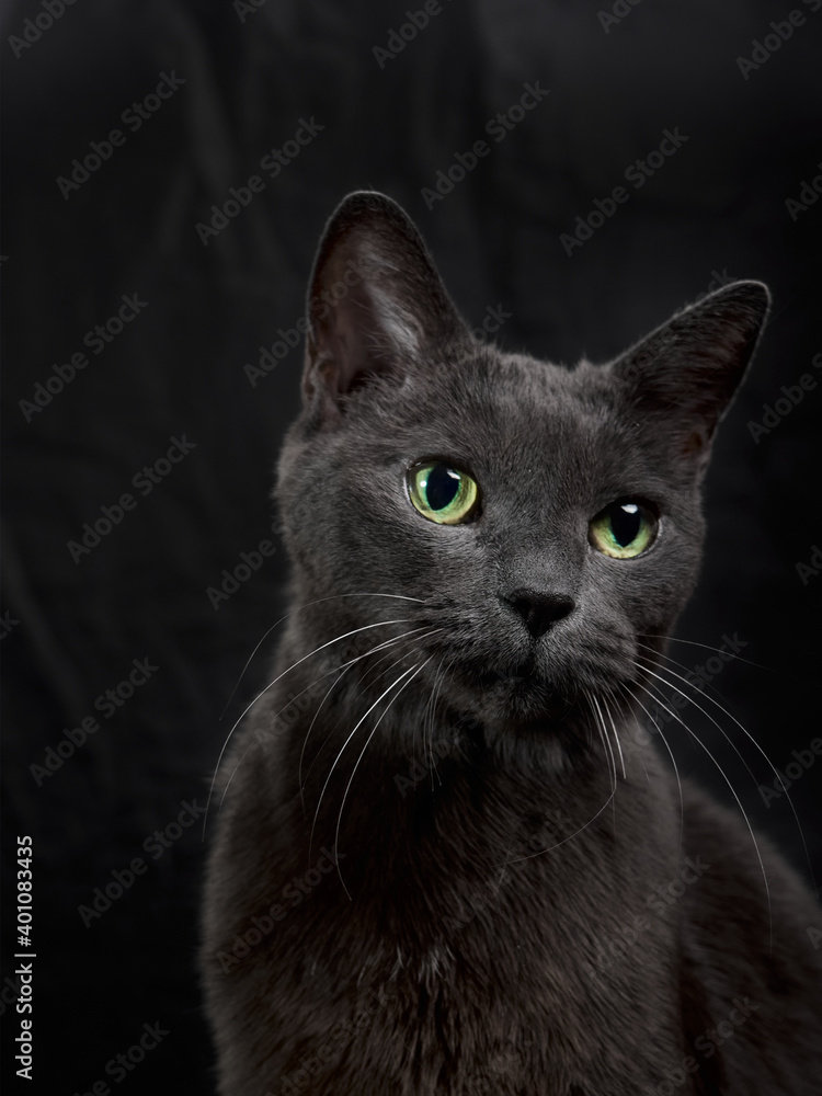 Studio portrait of relaxing dark gray cat on dark background in low key Studio portrait of relaxing dark gray cat on dark background in low key