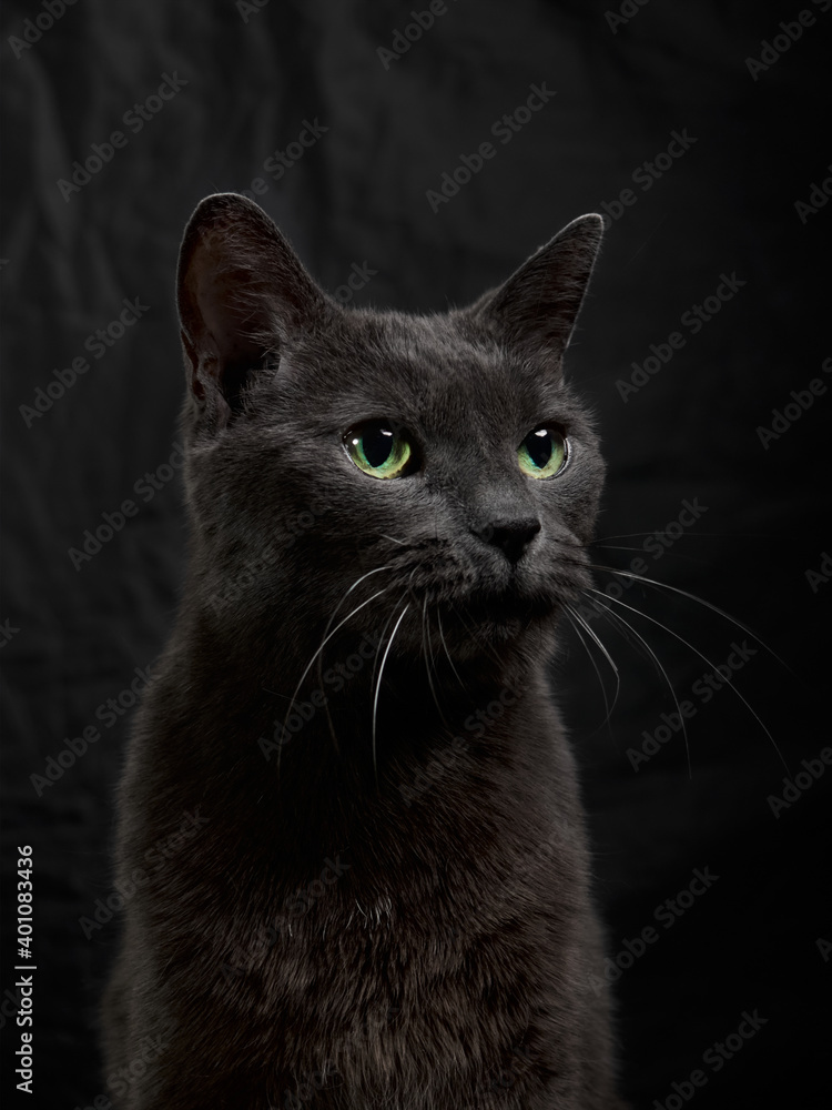 Studio portrait of relaxing dark gray cat on dark background in low key