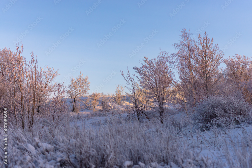 The trees are completely covered in frost. White silence at sunset. The trees are completely covered in frost. White silence at sunset.