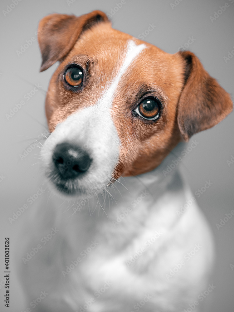 Close up front portrait of cute jack russell terrier dog looking at camera on gray background Close up front portrait of cute jack russell terrier dog looking at camera on gray background