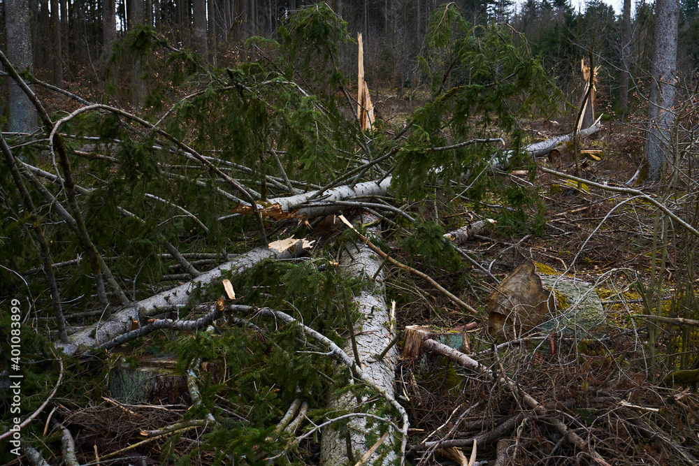 Naklejka premium Sturmholz Fichte umgeknickt Klimawandel