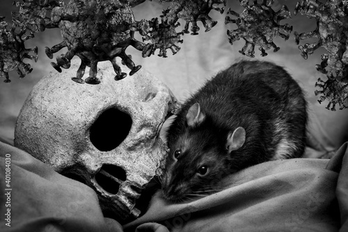 Skull Rat Coronavirus Plague