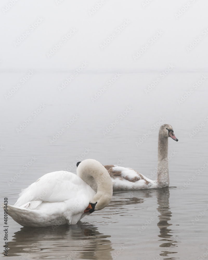 Fototapeta premium Łabędzie nad zbiornikiem wodnym Bagry w Krakowie